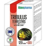 EDENPharma TRIBULUS tbl 120+30 zadarmo (150 ks) obrázok