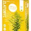 FYTO ZLATOBYĽ SYPANÁ vňať 1x50 g obrázok