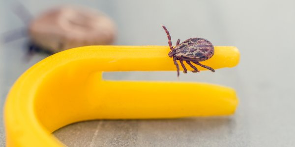 Detailní záběr klíštěte a stavby jeho tela